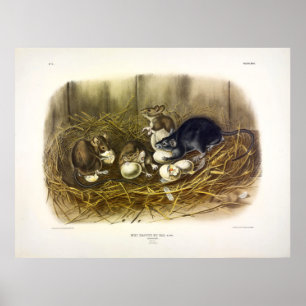 Poster Rat noir (Mus Rattus, Rattus rattus) par Audubon