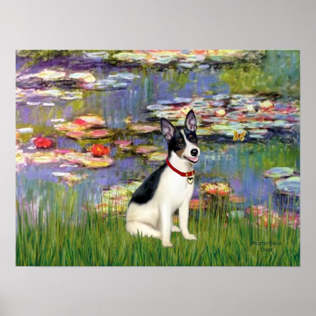 Poster Rat Terrier - Lys 2 (Devant)