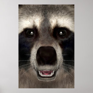 Poster Raton laveur