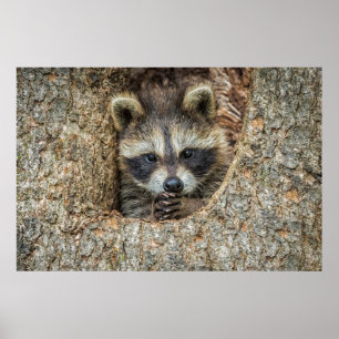 Poster Raton laveur niché à l'intérieur d'un creux d'arbr