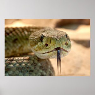 Poster Rattlesnake Closeup Photo