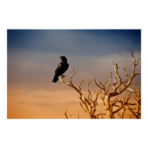 Poster Raven sur les branches d'arbre ensoleillées,