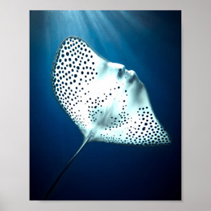Poster Rayon gracieux : Sérénité sous-marine