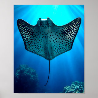 Poster Rayon gracieux : Sérénité sous-marine
