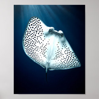 Poster Rayon gracieux : Sérénité sous-marine
