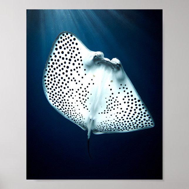 Poster Rayon gracieux : Sérénité sous-marine (Devant)