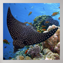 Poster Rayon tacheté