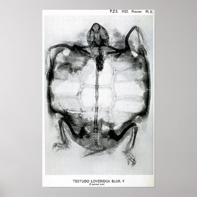 Poster Rayon vintage de tortue (Devant)