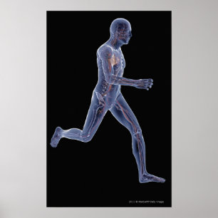 Poster Rayon X du système vasculaire chez un homme couran