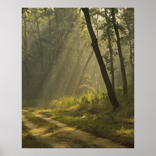 Poster Rayons de lumière du matin à travers les arbres da (Devant)
