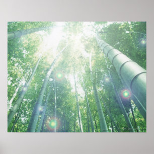 Poster Rayons de soleil brillant par des bambous