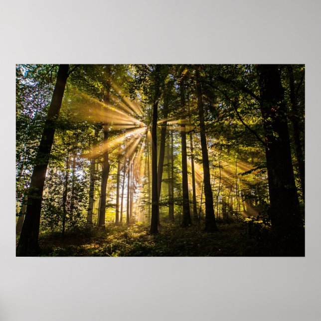 Poster Rayons ensoleillés de forêt enchantés 1 (Devant)