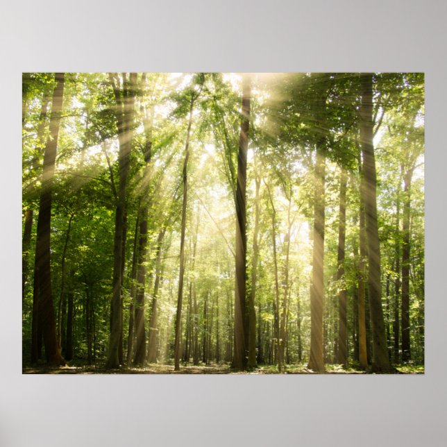 Poster Rayons Solaires À Travers Les Treétops (Devant)