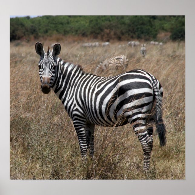 Poster rayures zèbres (Devant)