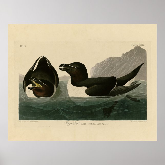 Poster Razor Bill, John James Audubon's Birds of America (Devant)