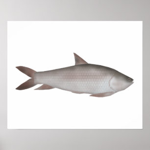 Poster Reba Carp