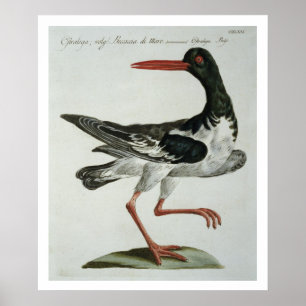 Poster Receveur d'huître, c.1767-76 (gravure colorée par