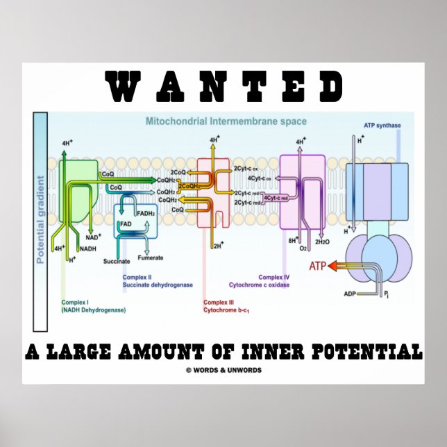 Poster Recherché Une Grande Quantité De Potentiel Intérie (Devant)