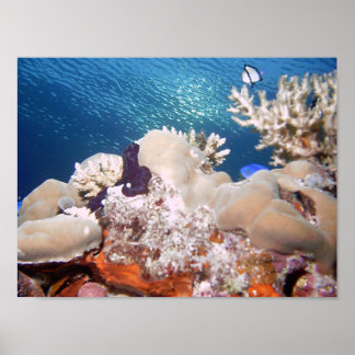 Poster récif