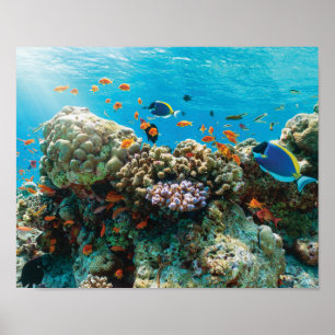 Poster Récif de corail coloré avec poissons tropicaux