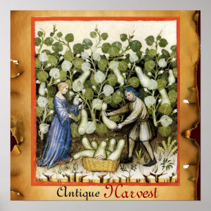POSTER RÉCOLTE ANTIQUE DE COURGES