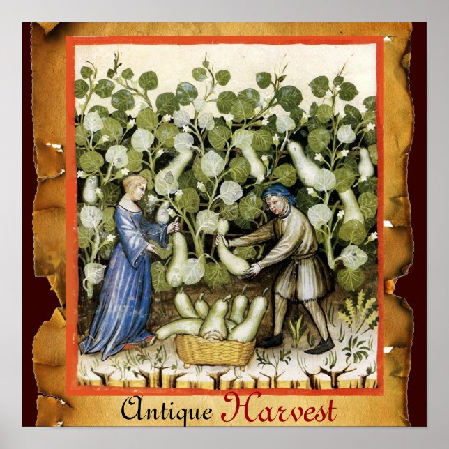 POSTER RÉCOLTE DE COURGE ANTIQUE (Devant)