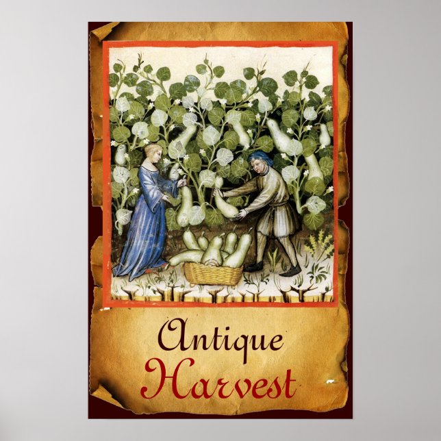 POSTER RÉCOLTE DE COURGE ANTIQUE SUR PARCHEMIN (Devant)
