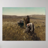 Récolte d'orge dans les champs de Bethléem