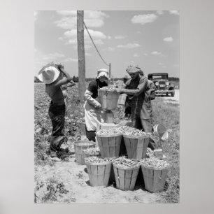 Poster Récolteuses d'haricot vert dans le Maryland : 1937