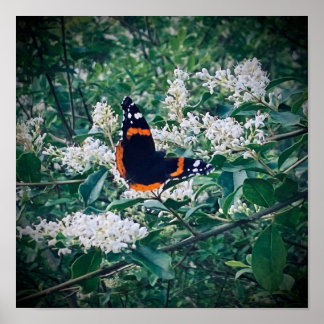 Poster Red Admiral Butterfly