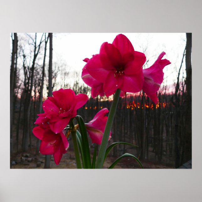 Poster Red Amaryllis et le lever du soleil d'hiver (Devant)
