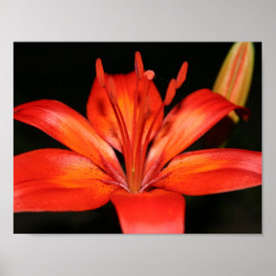 Poster "Red and Orange Asiatic Lily Closeup"