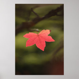 Poster Red Autumn Maple Leaf Nature Photo