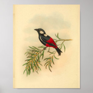 Poster Red Black Flycatcher Bird Imprimer Vintage