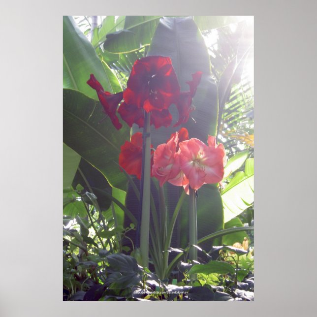 Poster Red Blume (Vorne)