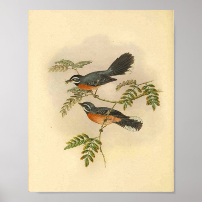 Poster Red Breased Fantail Flycatcher Bird Imprimer Vinta (Devant)