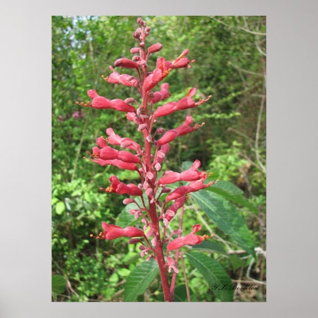 Poster Red Buckeye (Devant)