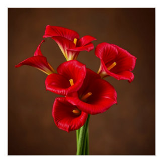 Poster red callas