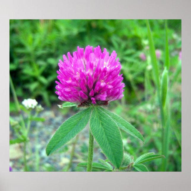 Poster Red Clover Blossom 3 (Devant)