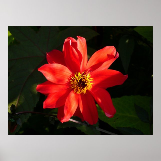 Poster Red Dahlia (évêque de Llandaff) (Devant)