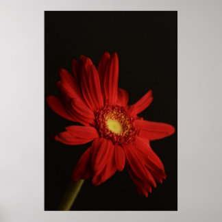 Poster Red Daisy {Macro}