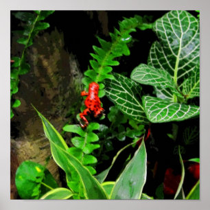 Poster Red Dart Frog CB