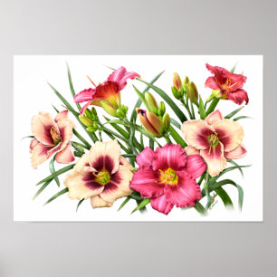 Poster Red Daylilies Botanical Art Print