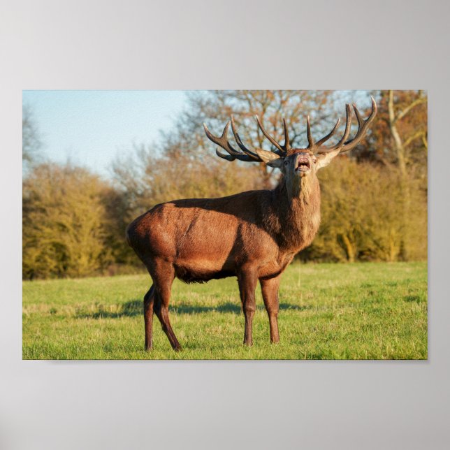 Poster Red Deer Stag (Devant)