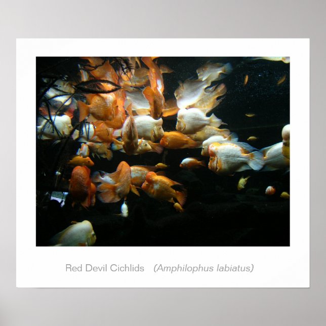 Poster Red Devil Cichlids (Devant)