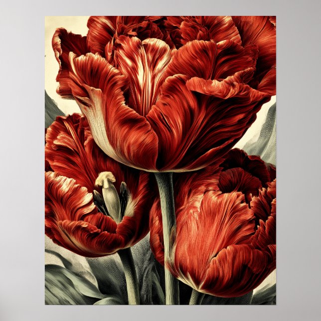 Poster Red Dutch tulips (Devant)