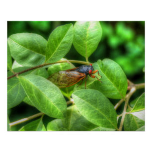 Poster Red Eyed Cicada