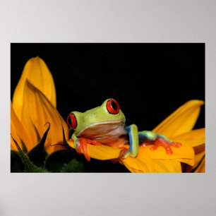 Poster red eyed tree frog