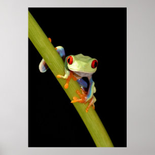 Poster red eyed tree frog