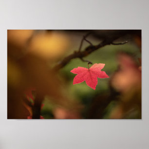 Poster Red Fall Leaf Nature Photo